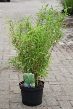 Niet Woekerende Bamboe (Fargesia Murieliae 'Bimbo') -Tuinplanten Winkel fargesia murieliae bimbo 3