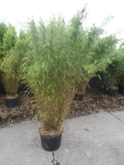 Niet Woekerende Bamboe (Fargesia Murieliae 'Jumbo') 19 Niet Woekerende Bamboe (Fargesia Murieliae 'Jumbo') -Tuinplanten Winkel fargesia murieliae jumbo 150 175 c25