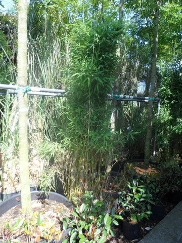 Niet Woekerende Bamboe (Fargesia Murieliae 'Jumbo') 10 Niet Woekerende Bamboe (Fargesia Murieliae 'Jumbo') - Afbeelding 10