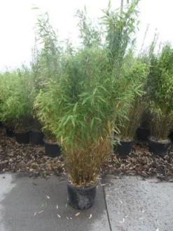 Niet Woekerende Bamboe (Fargesia Murieliae 'Simba') -Tuinplanten Winkel fargesia murieliae simba 125 150 c20 1
