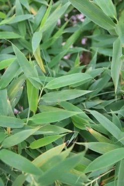 Niet Woekerende Bamboe (Fargesia Murieliae 'Simba') -Tuinplanten Winkel fargesia murieliae simba 1 1
