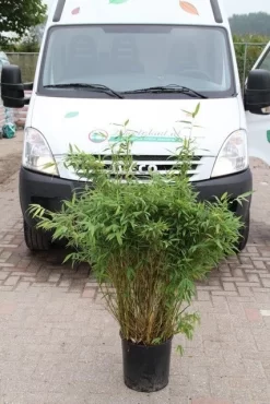 Niet Woekerende Bamboe (Fargesia Murieliae 'Simba') -Tuinplanten Winkel fargesia murieliae simba 2