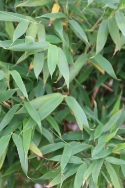 Niet Woekerende Bamboe (Fargesia Murieliae 'Simba') -Tuinplanten Winkel fargesia murieliae simba 3 1