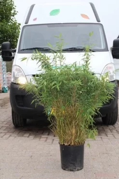 Niet Woekerende Bamboe (Fargesia Murieliae 'Simba') -Tuinplanten Winkel fargesia murieliae simba 4 1