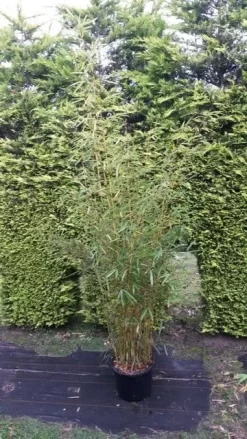 Niet Woekerende Bamboe (Fargesia Robusta)