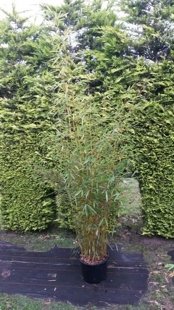 Niet Woekerende Bamboe (Fargesia Robusta) 1 Niet Woekerende Bamboe (Fargesia Robusta)