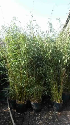 Niet Woekerende Bamboe (Fargesia Robusta) -Tuinplanten Winkel fargesia robusta 1