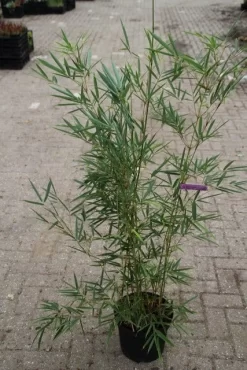 Niet Woekerende Bamboe (Fargesia Robusta) -Tuinplanten Winkel fargesia robusta 1