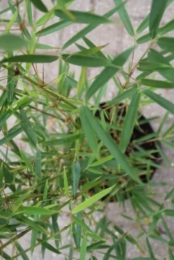 Niet Woekerende Bamboe (Fargesia Robusta) 21 Niet Woekerende Bamboe (Fargesia Robusta) -Tuinplanten Winkel fargesia robusta 2 1