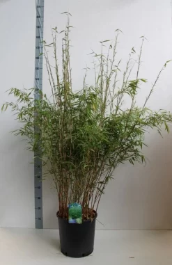 Bamboe (Fargesia Rufa) 20 Bamboe (Fargesia Rufa) -Tuinplanten Winkel fargesia rufa 120 140 cm co. 18 kopie 1