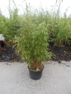 Bamboe (Fargesia Rufa) 23 Bamboe (Fargesia Rufa) -Tuinplanten Winkel fargesia rufa 80 100 125 c12 1