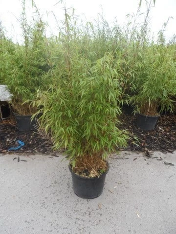 Bamboe (Fargesia Rufa) 11 Bamboe (Fargesia Rufa) - Afbeelding 11