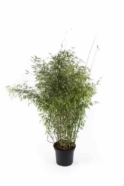 Niet Woekerende Bamboe (Fargesia 'Jiuzhaigou') -Tuinplanten Winkel fargesiajiuzhaigou01
