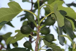 Vijg (Ficus Carica) -Tuinplanten Winkel ficus carica 2