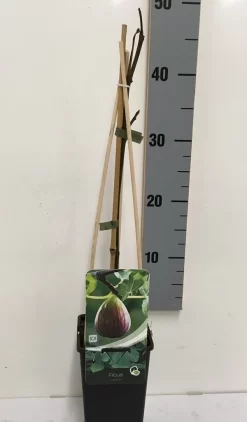Vijg (Ficus Carica) -Tuinplanten Winkel ficus carica 50 60 c2