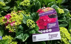 Hortensia Rood (Hydrangea 'Forever&Ever') -Tuinplanten Winkel foreverandever red01b