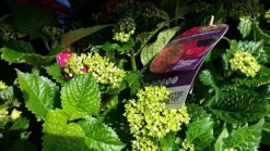 Hortensia Rood (Hydrangea 'Forever&Ever') -Tuinplanten Winkel foreverandever red02