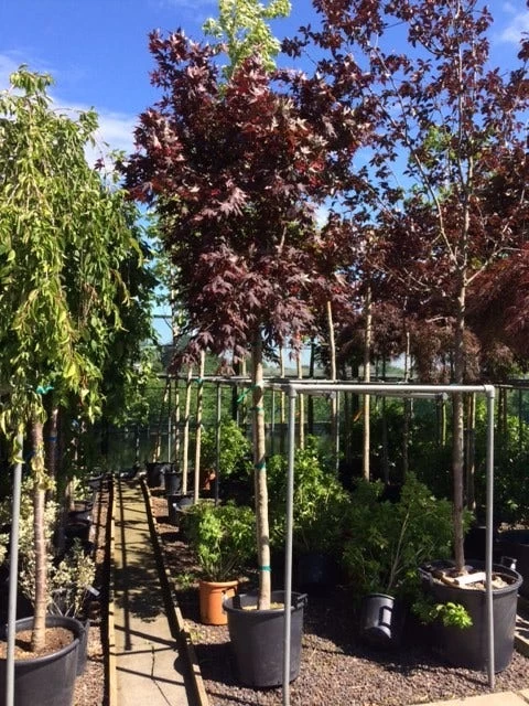 Japanse Esdoorn Op Stam (Acer Palmatum 'Fireglow') 2 Japanse Esdoorn Op Stam (Acer Palmatum 'Fireglow') - Afbeelding 2