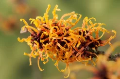 Toverhazelaar (Hamamelis Intermedia 'Orange Beauty')