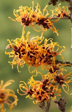 Toverhazelaar (Hamamelis Intermedia 'Orange Beauty') -Tuinplanten Winkel gaar00221