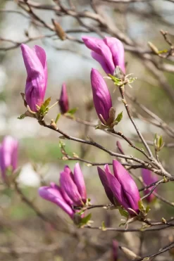 Magnolia Als Boom (Magnolia 'Susan') -Tuinplanten Winkel gaar00675