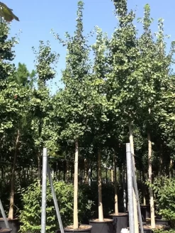Japanse Notenboom (Ginkgo Biloba) -Tuinplanten Winkel gingko bilobo 25 30
