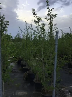 Japanse Notenboom, Meerstammig (Ginkgo Biloba) -Tuinplanten Winkel gingko bilobo meerstammig 200 250cm 2