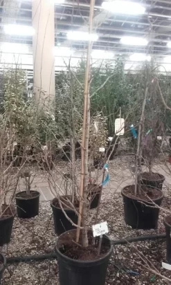 Japanse Notenboom (Ginkgo Biloba) -Tuinplanten Winkel ginkgo biloba 1