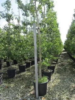 Japanse Notenboom (Ginkgo Biloba) -Tuinplanten Winkel ginkgo biloba 1
