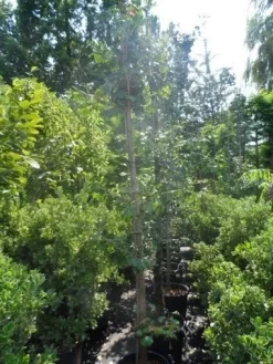 Japanse Notenboom (Ginkgo Biloba) -Tuinplanten Winkel ginkgo biloba 10 12 14 geveerd 1