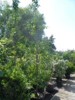 Japanse Notenboom (Ginkgo Biloba) -Tuinplanten Winkel ginkgo biloba 14 16 geveerd