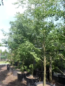 Japanse Notenboom (Ginkgo Biloba) -Tuinplanten Winkel ginkgo biloba 18 20 25 geveerd c130