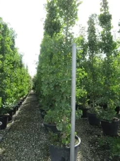 Japanse Notenboom (Ginkgo Biloba) -Tuinplanten Winkel ginkgo biloba 2 1