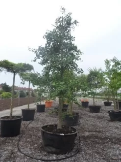 Japanse Notenboom (Ginkgo Biloba) -Tuinplanten Winkel ginkgo biloba 35 40 c500 geveerd 1