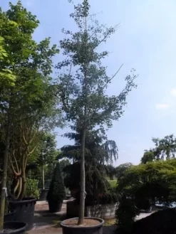 Japanse Notenboom (Ginkgo Biloba) -Tuinplanten Winkel ginkgo biloba 35 40ho cont