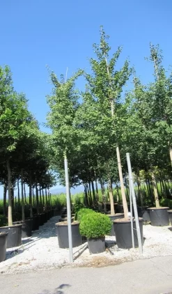 Japanse Notenboom (Ginkgo Biloba) -Tuinplanten Winkel ginkgo biloba 3 1