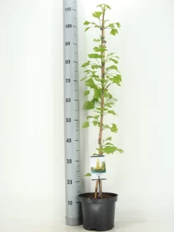 Japanse Notenboom (Ginkgo Biloba) -Tuinplanten Winkel ginkgo biloba 60 80 zomer c3 m 1