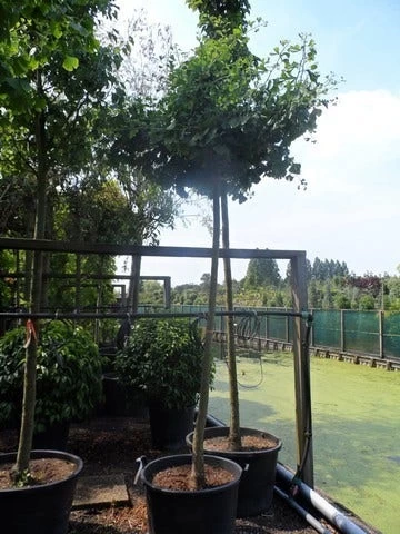 Japanse Notenboom (Ginkgo Biloba 'Horizontalis') 5 Japanse Notenboom (Ginkgo Biloba 'Horizontalis') - Afbeelding 5