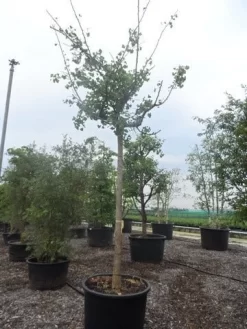 Japanse Notenboom (Ginkgo Biloba 'Horizontalis') 7 Japanse Notenboom (Ginkgo Biloba 'Horizontalis') -Tuinplanten Winkel ginkgo biloba horizontalis 25 30ho c300
