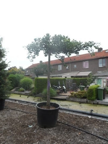 Japanse Notenboom (Ginkgo Biloba 'Horizontalis') 4 Japanse Notenboom (Ginkgo Biloba 'Horizontalis') - Afbeelding 4