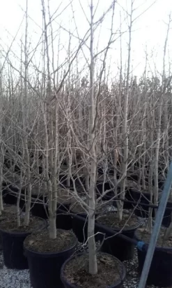 Japanse Notenboom, Meerstammig (Ginkgo Biloba) -Tuinplanten Winkel ginkgo biloba meerstammig