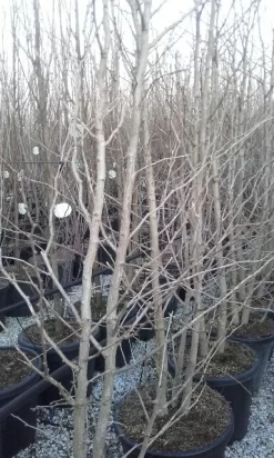 Japanse Notenboom, Meerstammig (Ginkgo Biloba) -Tuinplanten Winkel ginkgo biloba meerstammig 2 2