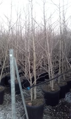 Japanse Notenboom, Meerstammig (Ginkgo Biloba) -Tuinplanten Winkel ginkgo biloba meerstammig 3