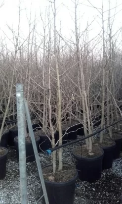 Japanse Notenboom, Meerstammig (Ginkgo Biloba) -Tuinplanten Winkel ginkgo biloba meerstammig 4