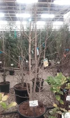 Japanse Notenboom, Meerstammig (Ginkgo Biloba) -Tuinplanten Winkel ginkgo biloba meerstammig 5