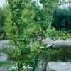 Japanse Notenboom, Meerstammig (Ginkgo Biloba)