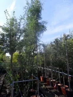 Doornloze Christusdoorn (Gleditsia Triacanthos 'Inermis') -Tuinplanten Winkel gleditsia triacanthos inermis 10 12ho cont