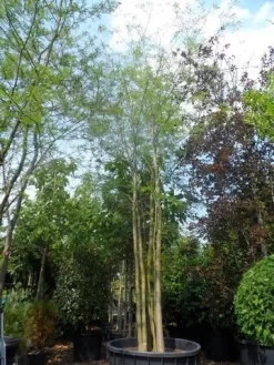 Doornloze Christusdoorn (Gleditsia Triacanthos 'Inermis') -Tuinplanten Winkel gleditsia triacanthos inermis 600 800 c1500 meerstammig