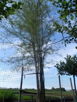 Doornloze Christusdoorn (Gleditsia Triacanthos 'Inermis') -Tuinplanten Winkel gleditsia triacanthos inermis 700 800 drkl meerstammig solitair extra