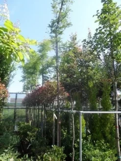 Geelbladige Christusdoorn (Gleditsia Triacanthos 'Sunburst') -Tuinplanten Winkel gleditsia triacanthos sunburst 10 12ho cont